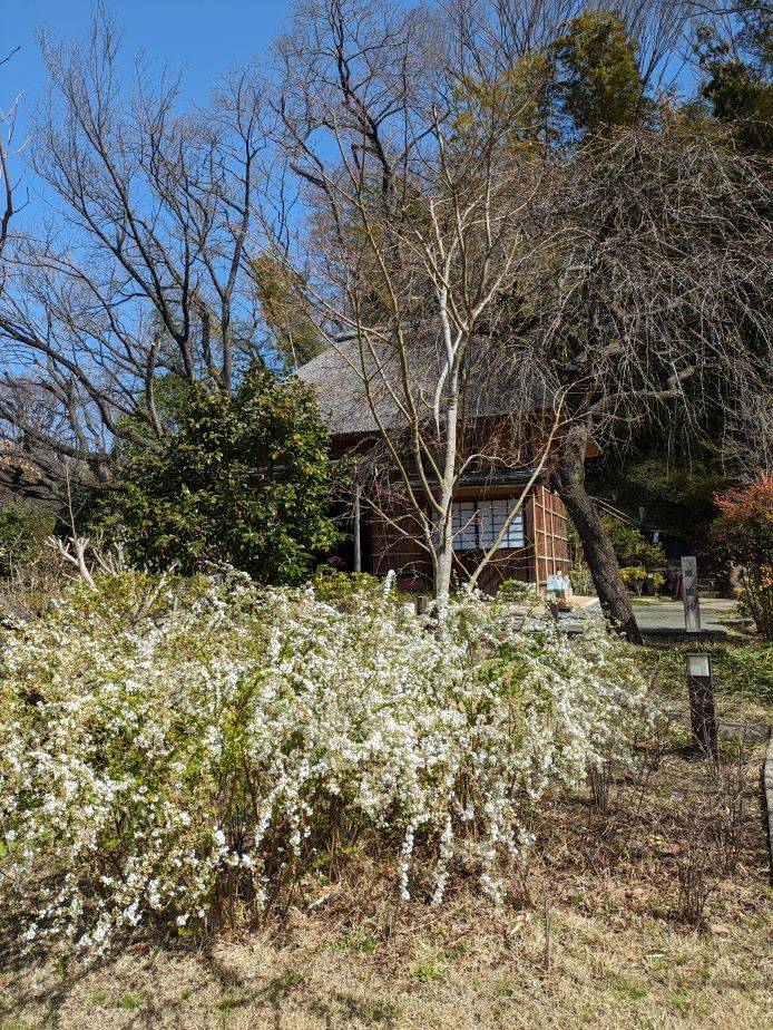ユキヤナギ1.jpg