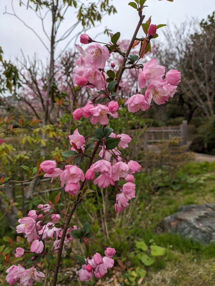 海棠4.jpg