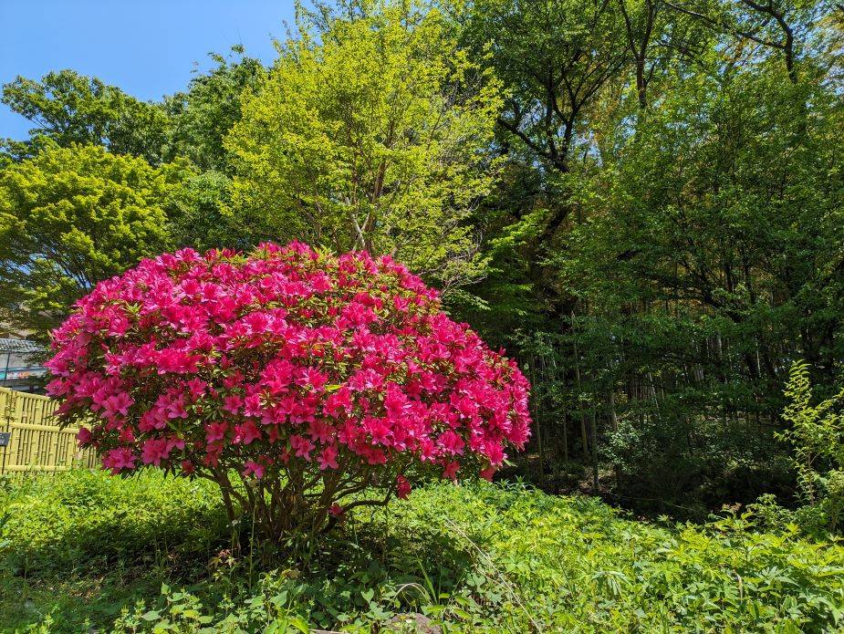 ツツジ2.jpg