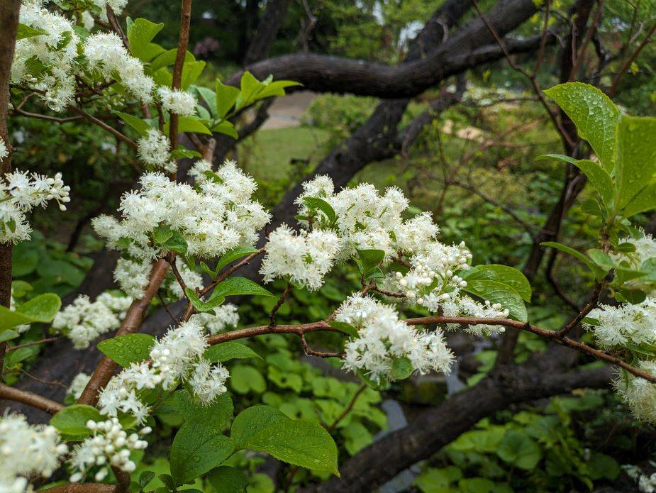 サワフタギ1.jpg