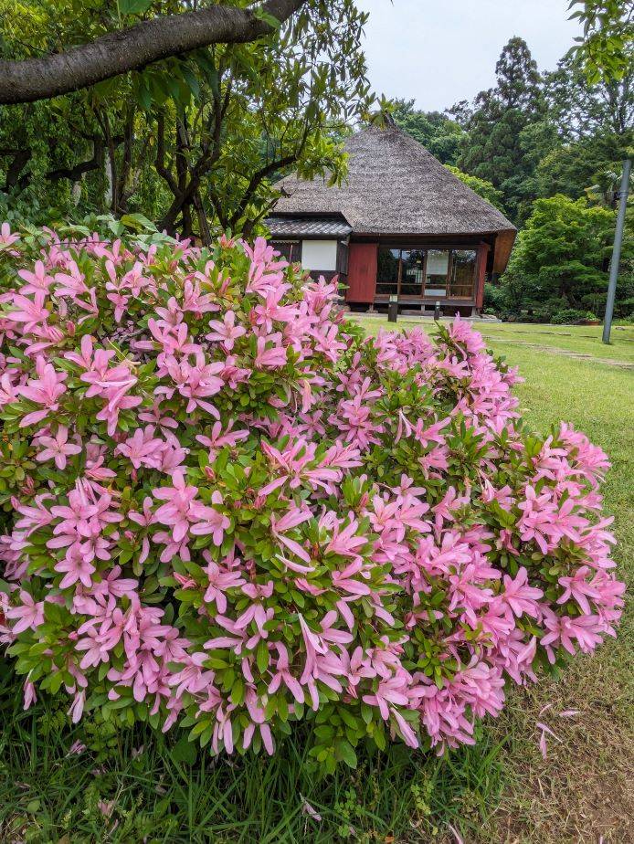 モチツツジ2.jpg