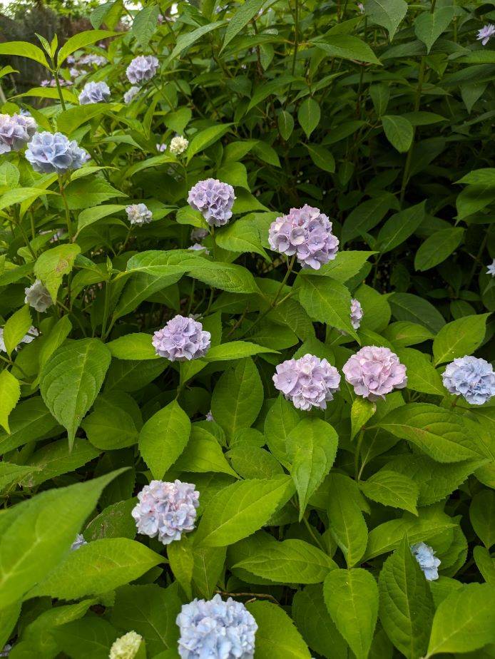ヤマアジサイ3.jpg