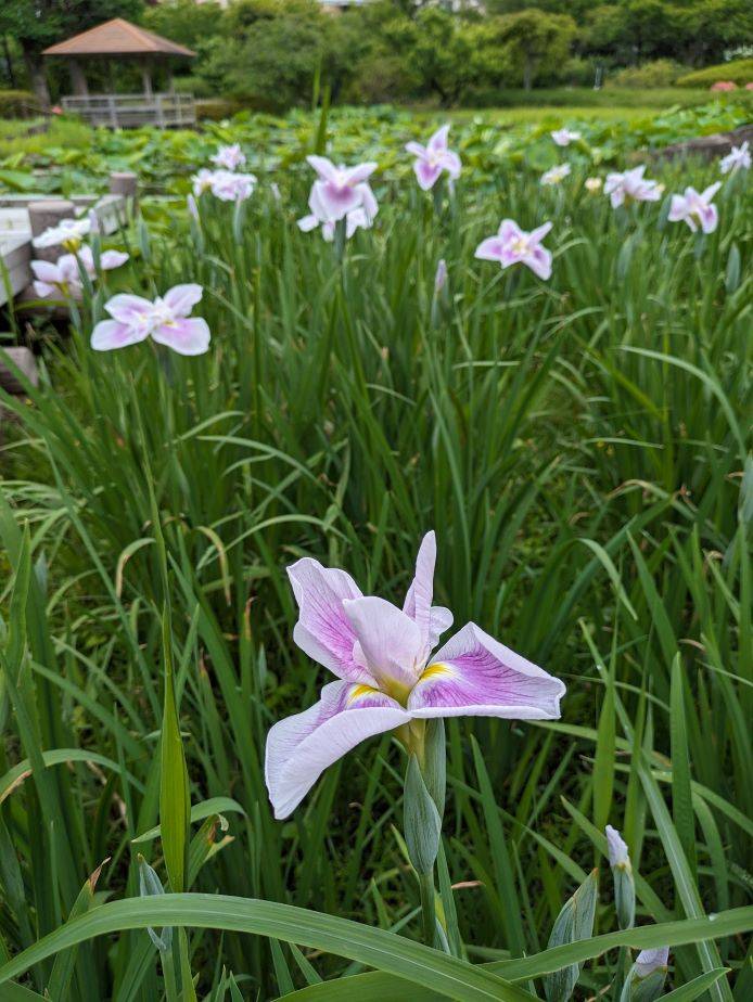 ショウブ5.jpg