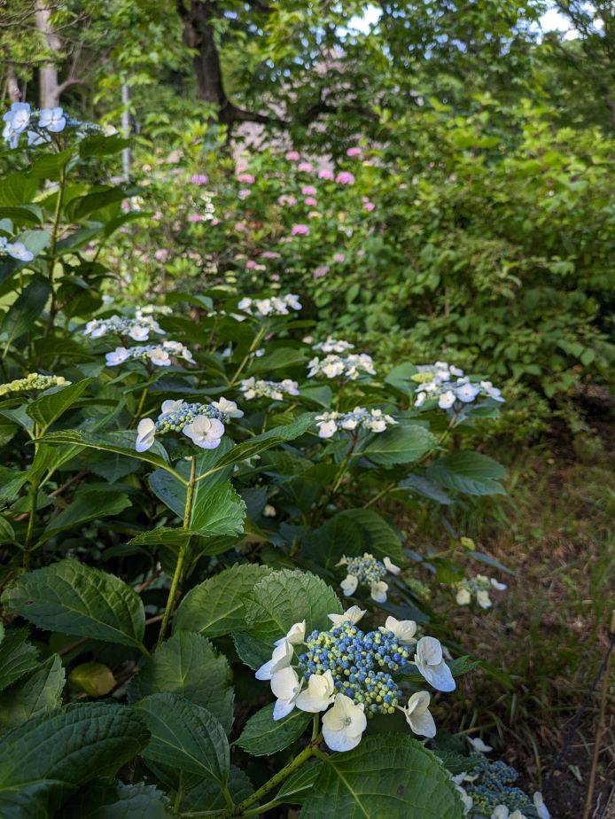 紫陽花4.jpg