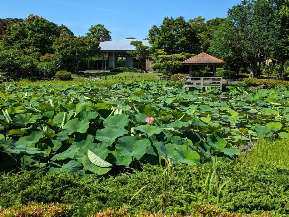 ハス池2.jpg