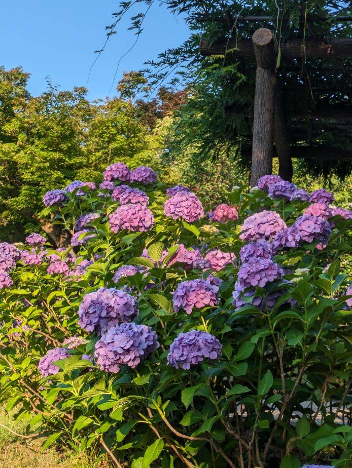 アジサイ4.jpg