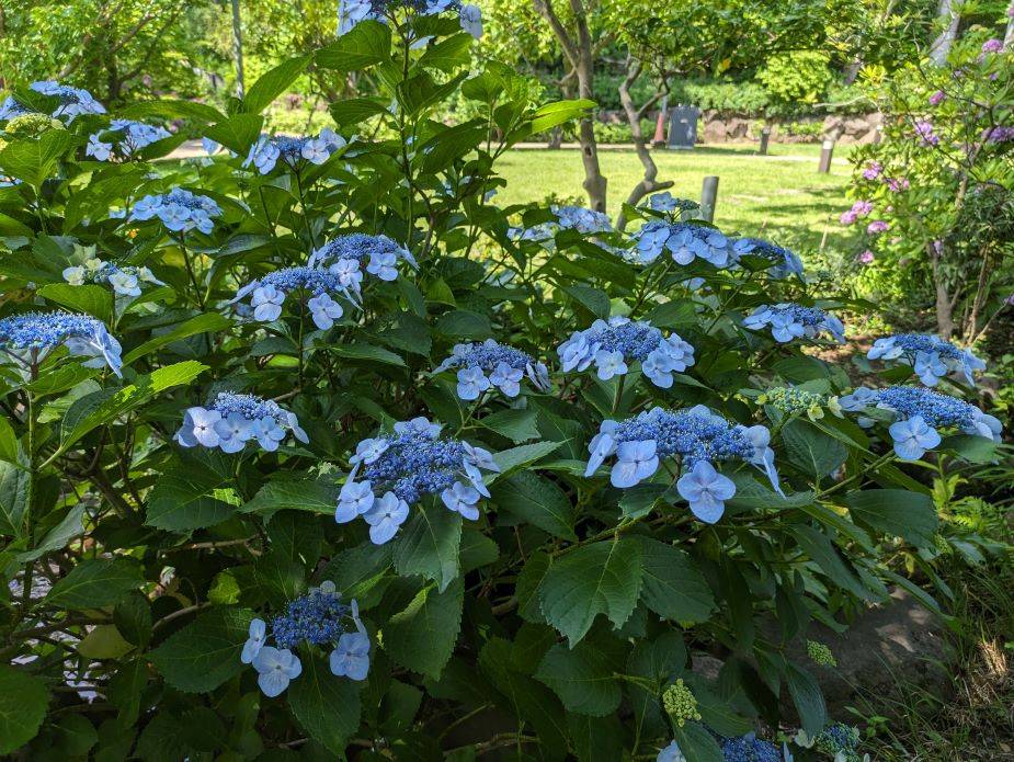 アジサイ2.jpg