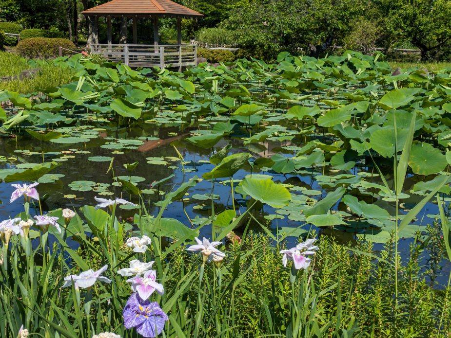 ハス池1.jpg