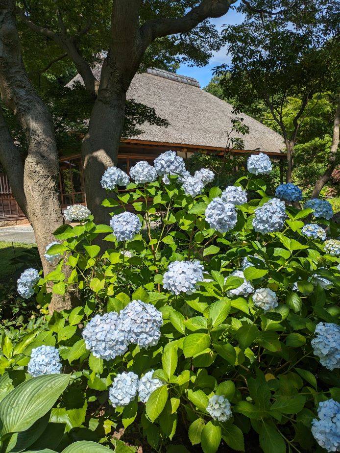 アジサイ1.jpg