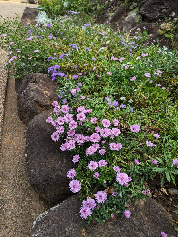 アスター2.jpg