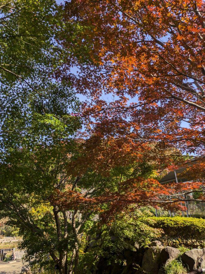 モミジ4.jpg