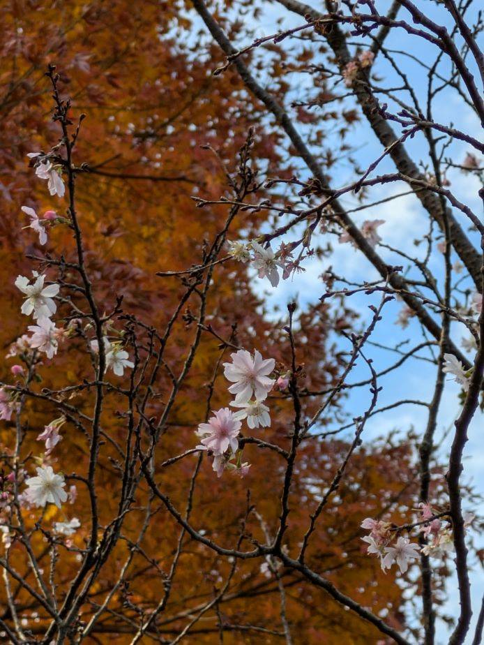 ジュウガツザクラ3.jpg