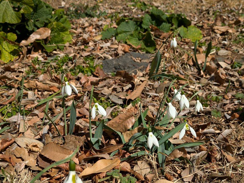 スノードロップn2.jpg