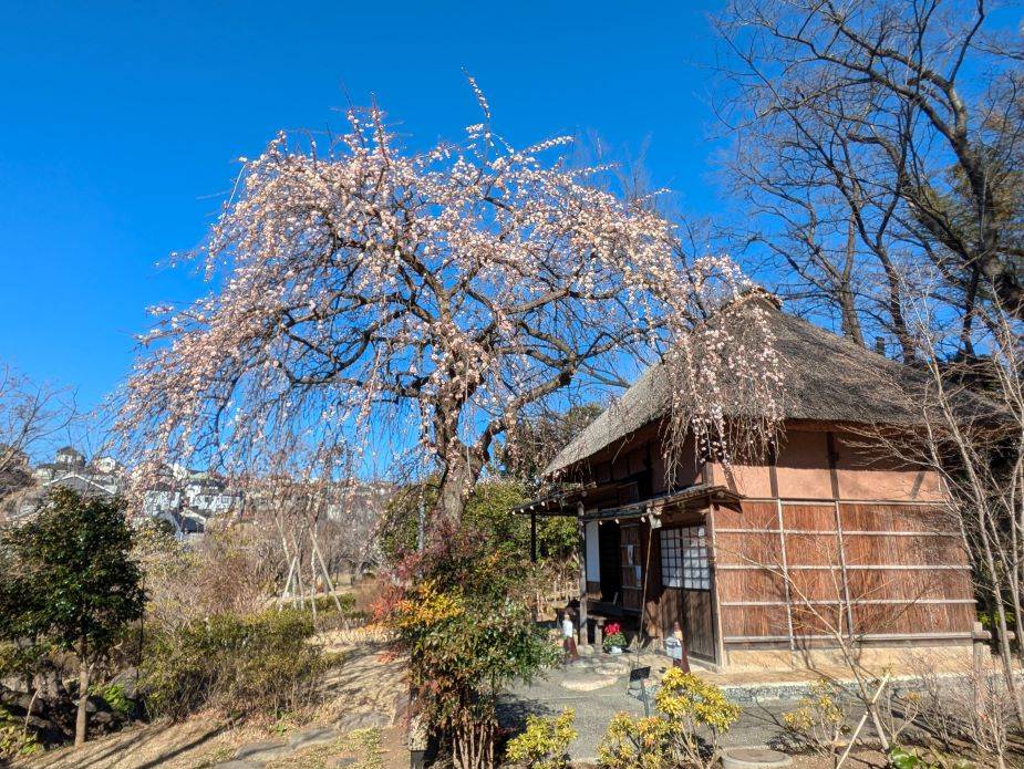 古民家ウメ2.jpg