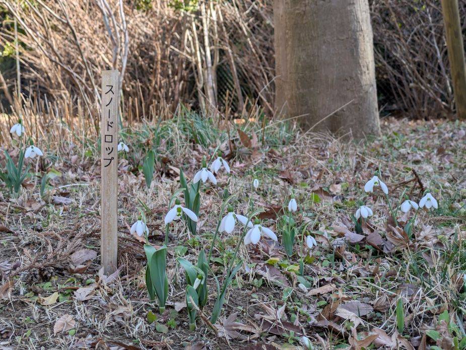 スノードロップn1.jpg
