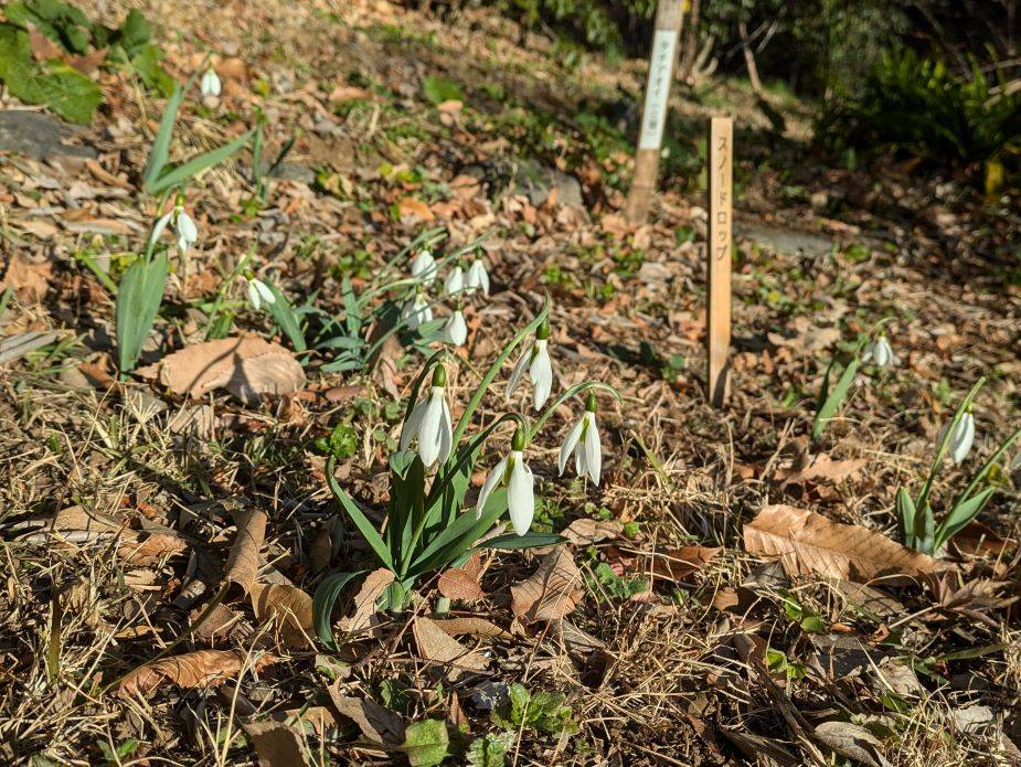 スノードロップ2.jpg