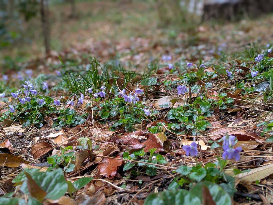 タチツボスミレ1.jpg