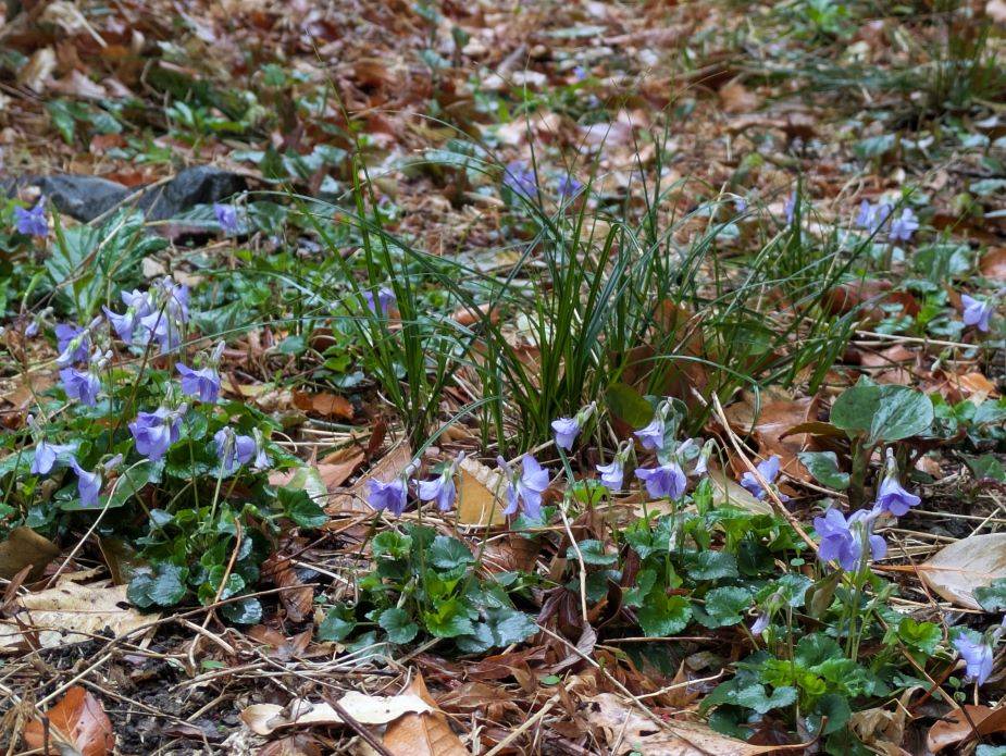 タチツボスミレ3.jpg