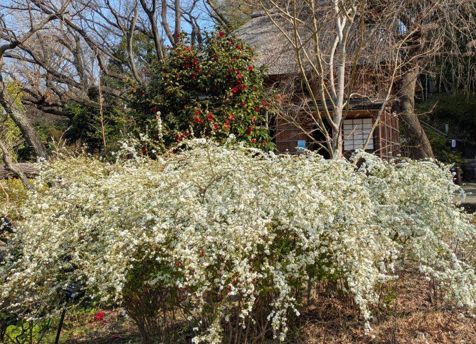 ユキヤナギ4.jpg