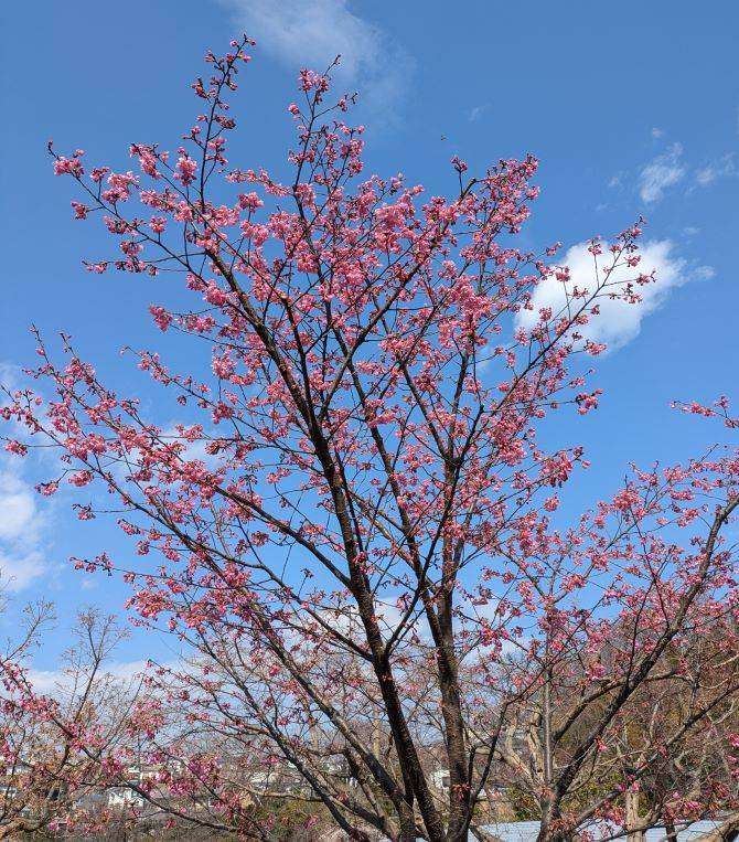 河津桜3.jpg