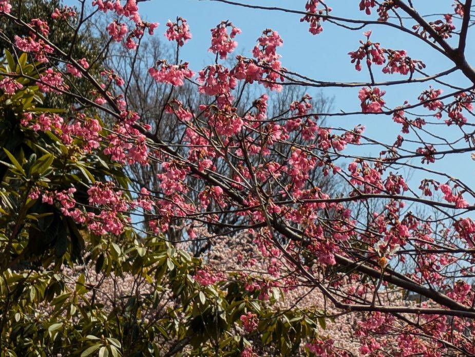 河津桜.jpg