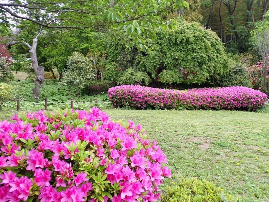 ツツジ芝生2.jpg