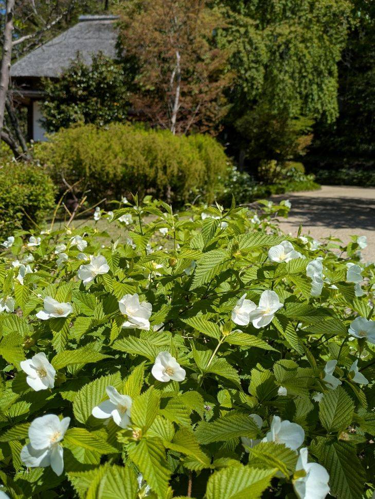 シロヤマブキ2.jpg