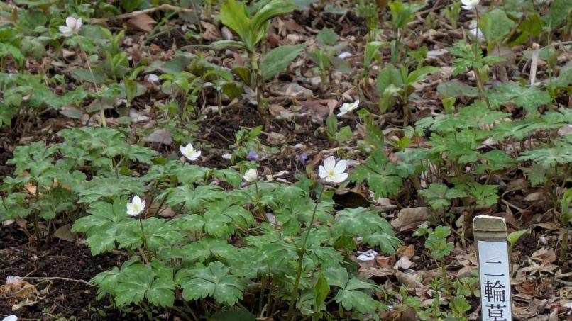 ニリンソウ1.jpg