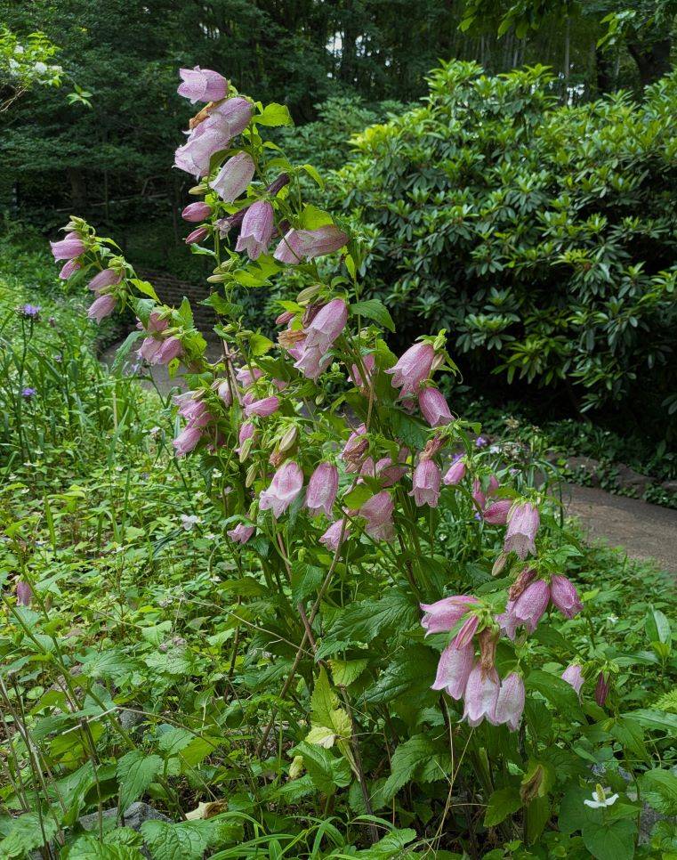 草の木、ホタルにて 野川に生きるホタル - YouTube