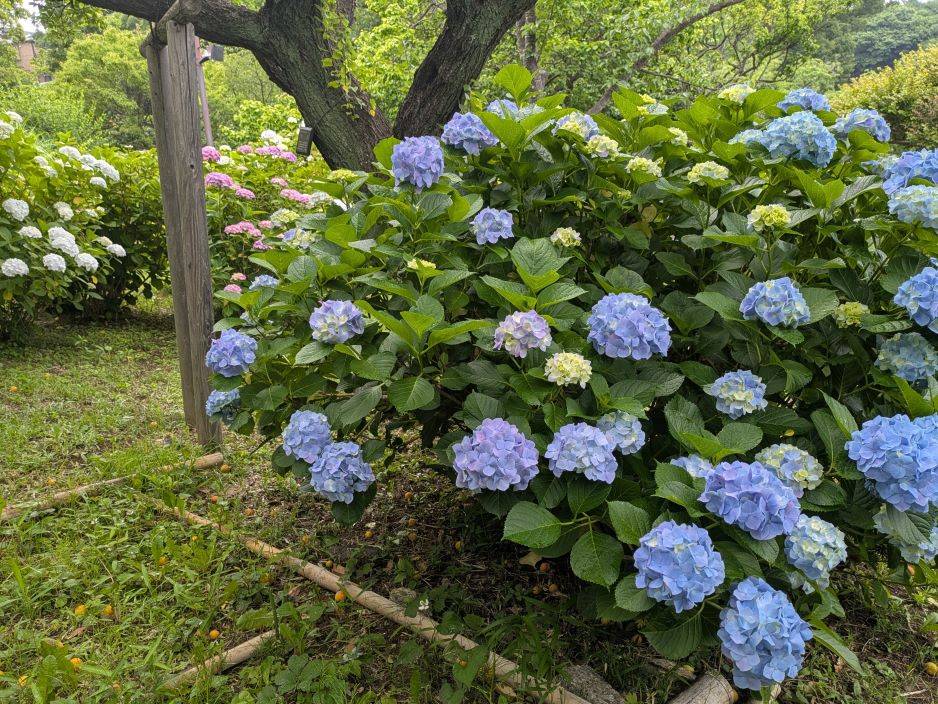 アジサイ.jpg