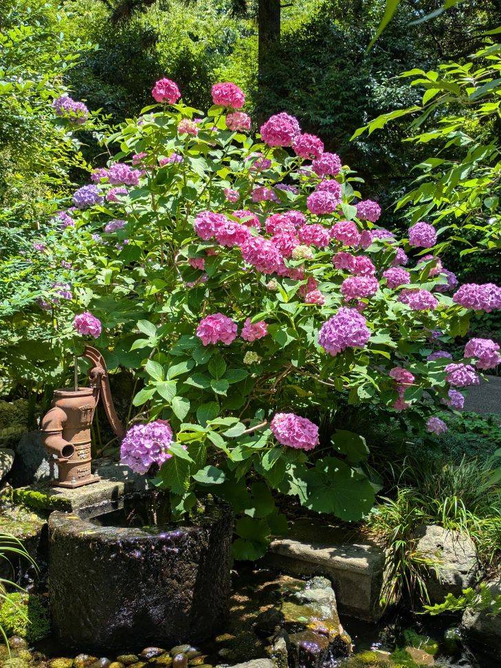 紫陽花3.jpg
