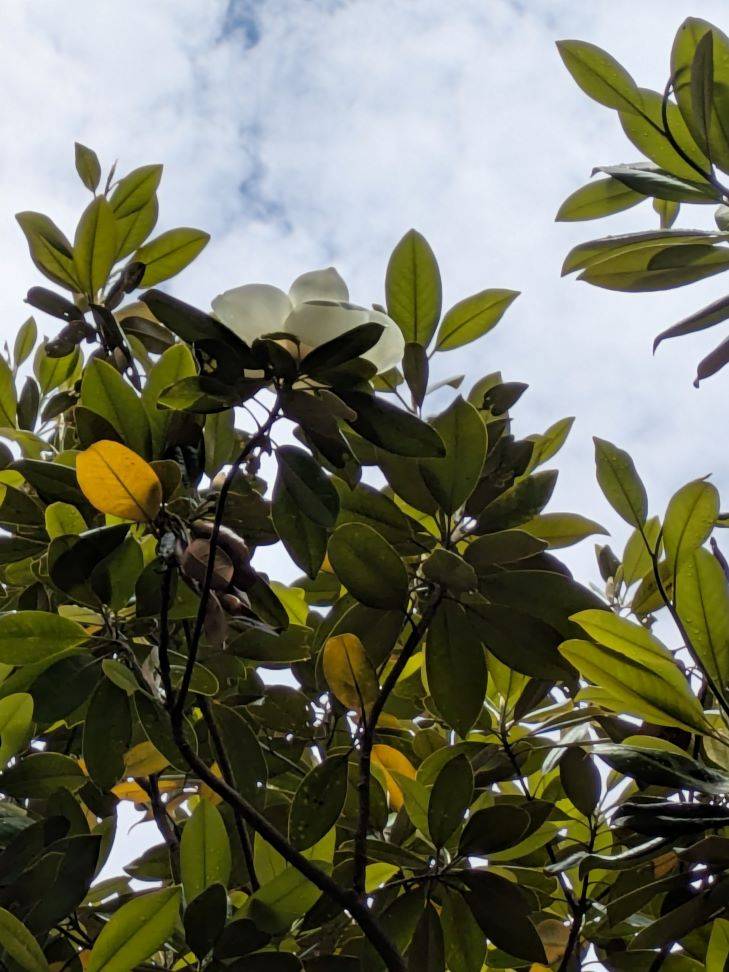 タイサンボク6.jpg