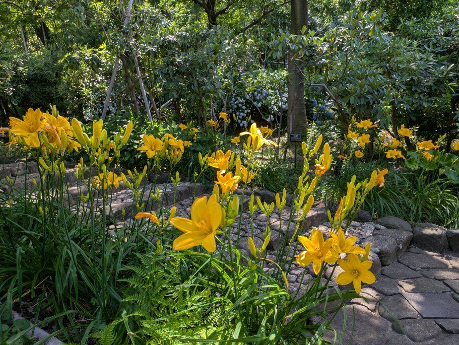 ヘメロカリス2.jpg