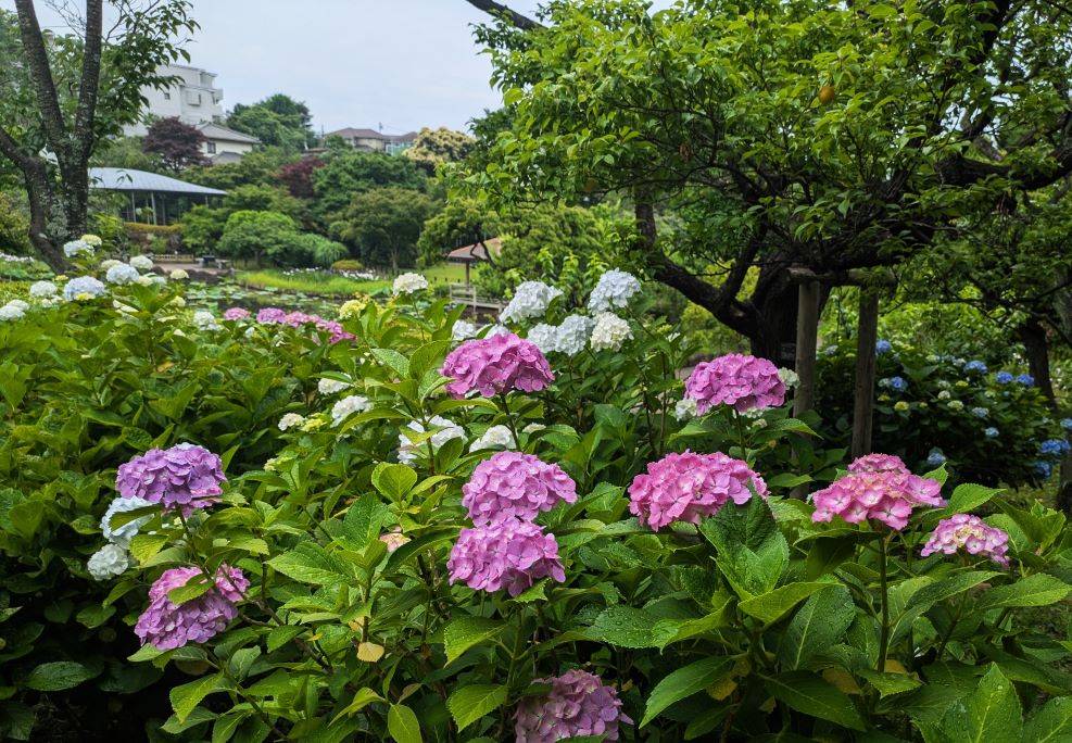アジサイ5.jpg