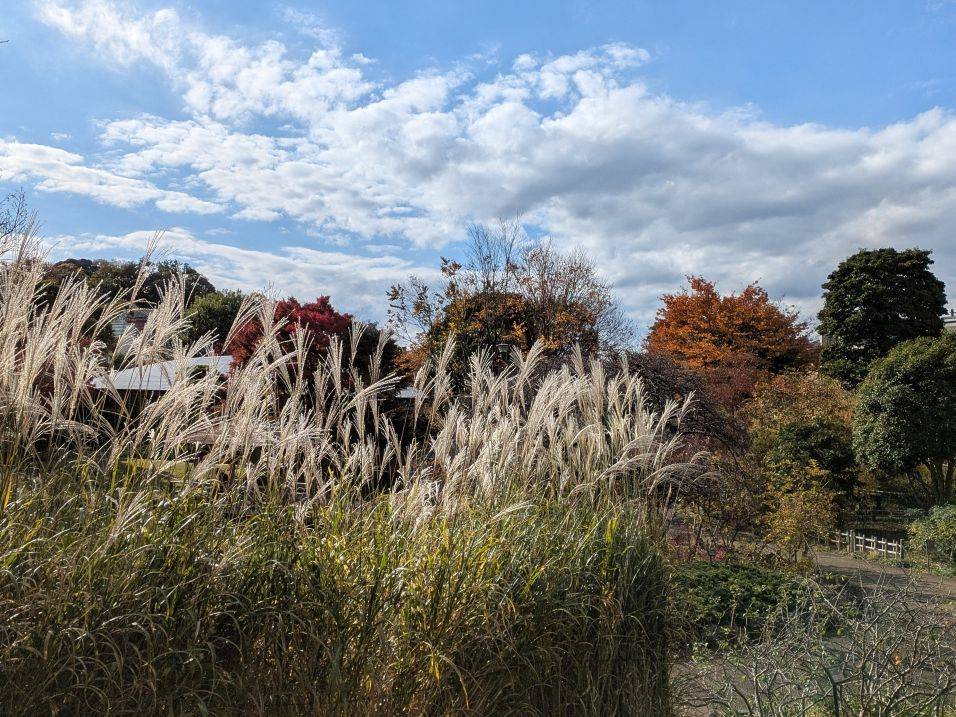 ススキ3.jpg