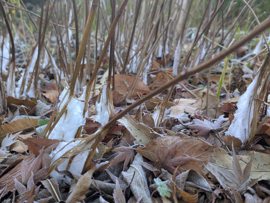 氷の花.jpg