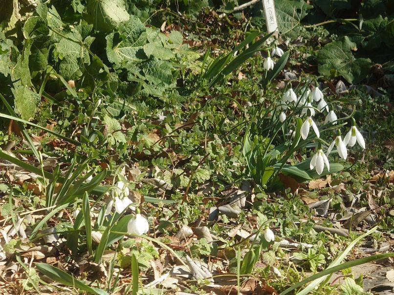 スノードロップ.jpg