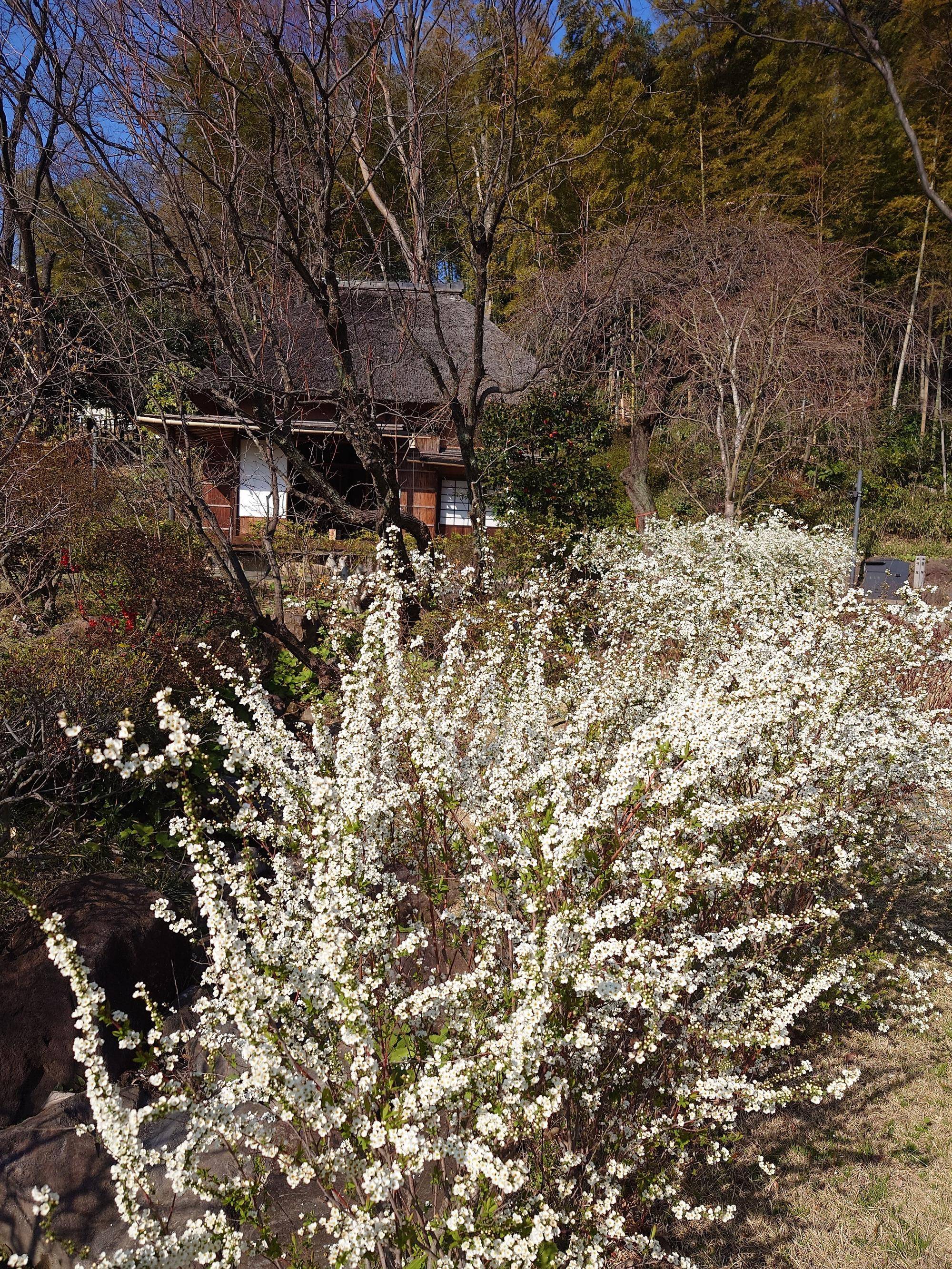 ユキヤナギ1.jpg