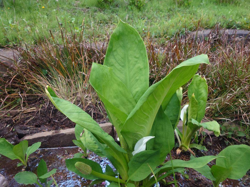 ミズバショウ (3).jpg