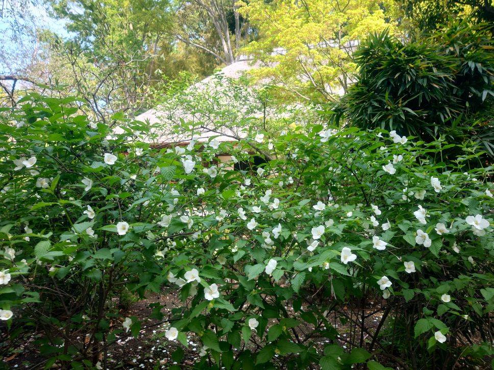 シロヤマブキ.jpg