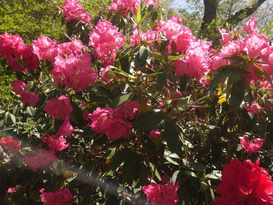 シャクナゲ3.jpg