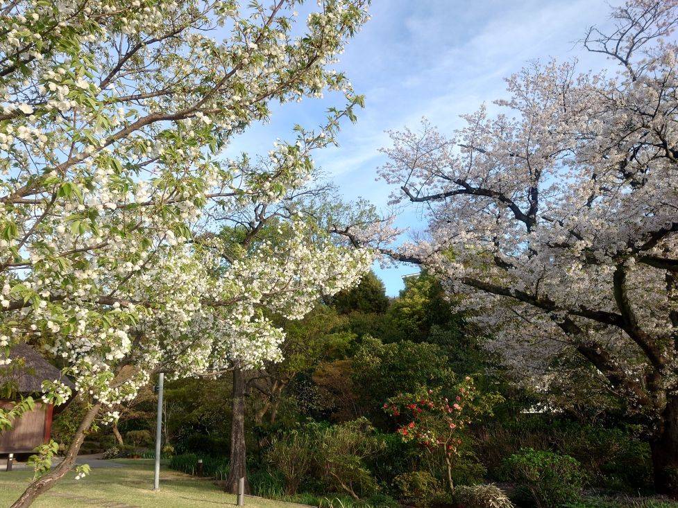 オオシマザクラ1.jpg