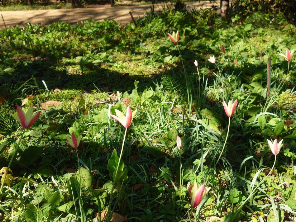 原種チューリップ.jpg