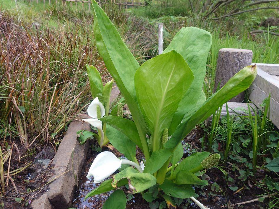 ミズバショウ (5).jpg