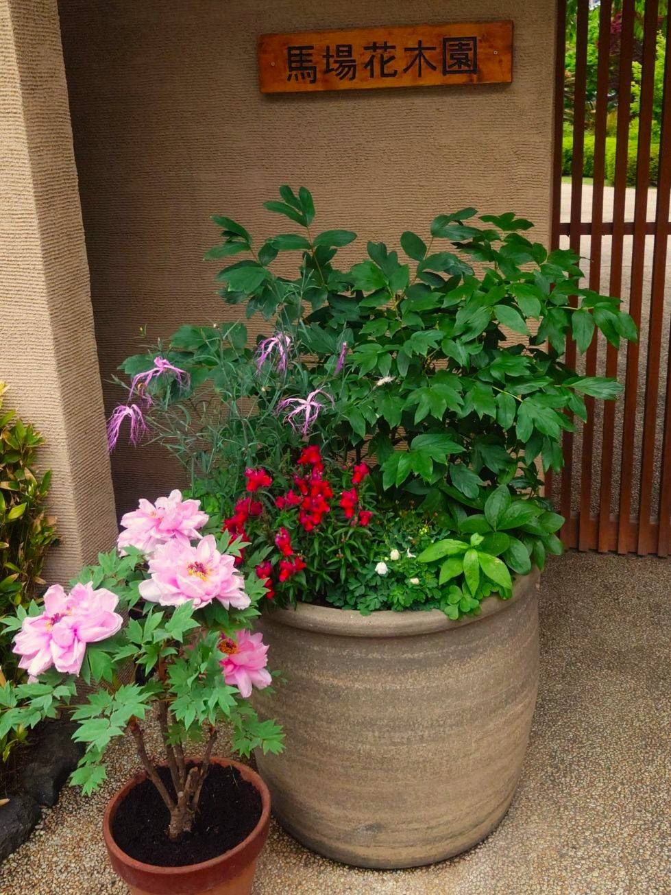 ボタン鉢2.jpg