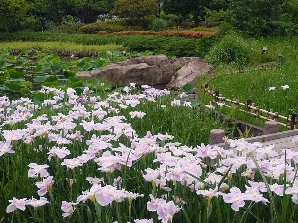 ショウブ八ッ橋4.jpg
