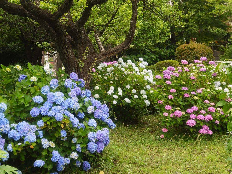 アジサイ園路3.jpg