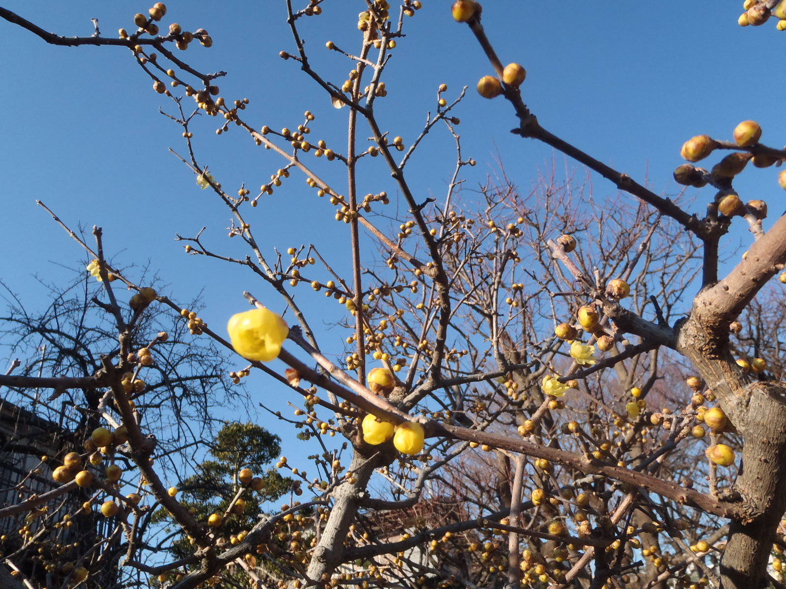 P1040120.jpg