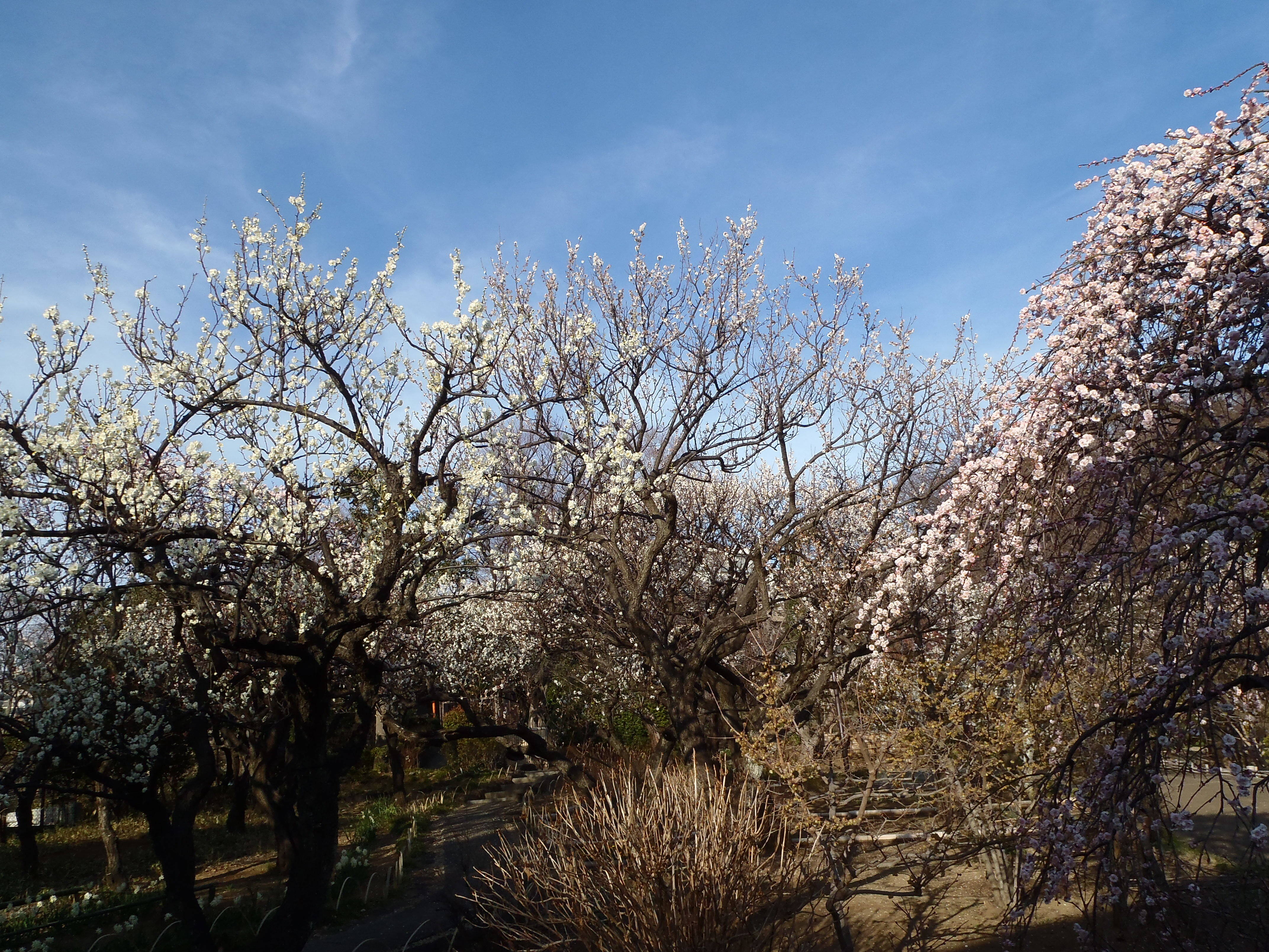 馬場花木園 アンズの開花宣言 ブログ 馬場花木園公式サイト 公益財団法人 横浜市緑の協会