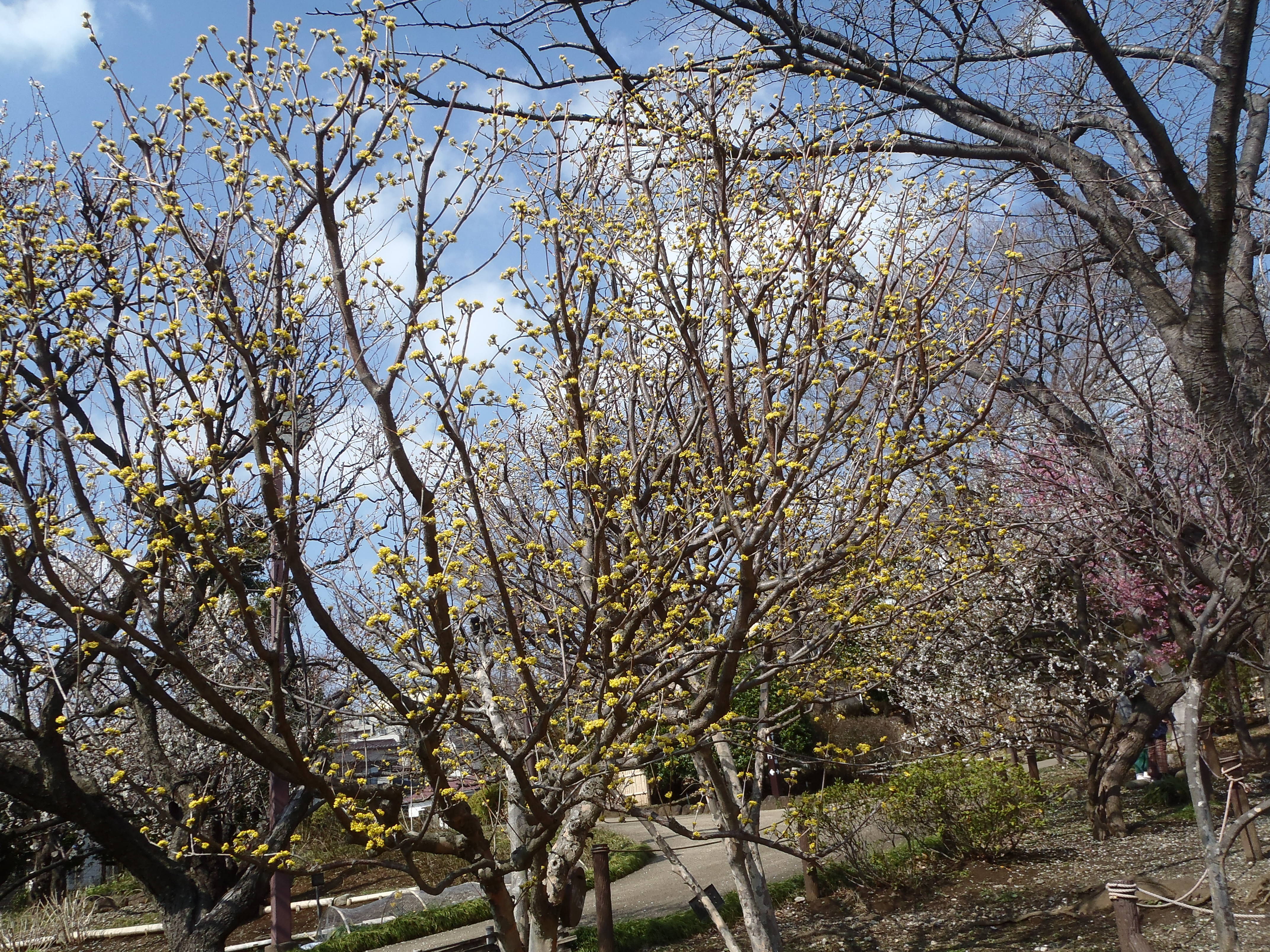 P3050142.jpg